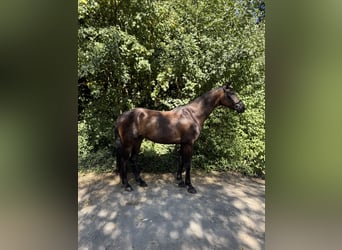 Gelding 5 years