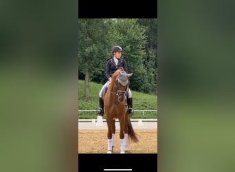Gelding 11 years