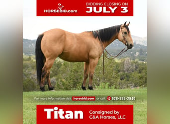 Quarter horse américain, Hongre, 7 Ans, 152 cm, Buckskin, in Flagstaff, AZ,
