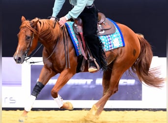 American Quarter Horse, Merrie, 3 Jaar, 152 cm, Vos, in Rhede