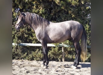 PRE Mix, Stallion, 4 years, 16 hh, Gray, in Málaga,