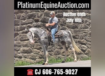 Tennessee walking horse, Hongre, 11 Ans, Gris, in Whitley City KY,