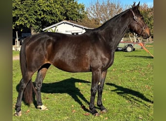 Selle Français, Merrie, 5 Jaar, 167 cm, Zwartbruin, in Préchac