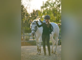 Suche Reitbeteiligung (RsP)