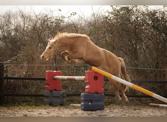 Hannoveraner, Wallach, 3 Jahre, 151 cm, Palomino, in Moers,