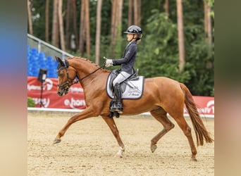 Deutsches Reitpony, Stute, 5 Jahre, 148 cm, Fuchs, in AschebergAscheberg
