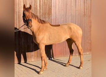 Caballo de salto Oldenburgo, Caballo castrado, 5 años, 165 cm, Alazán, in Wald,