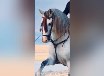 PRE Mix, Ogier, 7 lat, 164 cm, in B&#xFC;nde