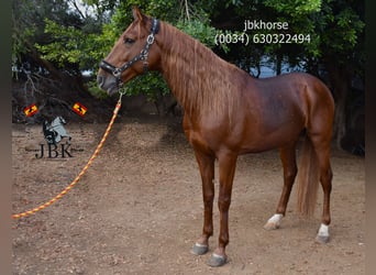 Andaluces, Semental, 7 años, 163 cm, Alazán, in Tabernas Almeria,