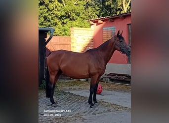 Oldenburg, Giumenta, 15 Anni, 170 cm, Baio, in M&#xF6;ckern