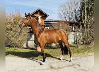 Niemiecki koń sportowy, Klacz, 4 lat, 163 cm, Gniada, in Schw&#xE4;bisch Gm&#xFC;nd