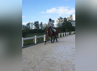 Wiedereinstieg in den Pferdesport