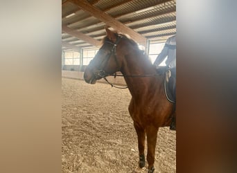 Gelding 12 years