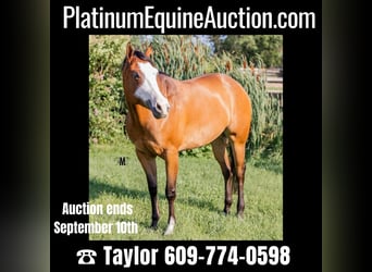 Paint Horse, Jument, 9 Ans, 157 cm, Bai cerise, in Woodbine, MD,