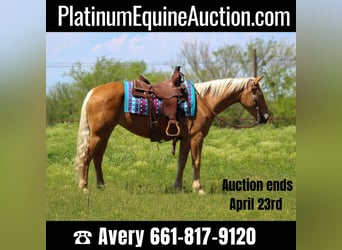 Mustang (american), Mare, 7 years, 14.2 hh, Palomino, in sTEPHENVILLE tx,