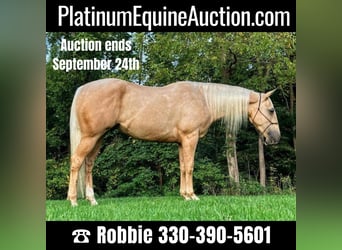 American Quarter Horse, Wallach, 5 Jahre, Palomino, in Millersburg OH,