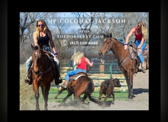 Paint Horse, Gelding, 6 years, Bay, in Fort Collins, CO,