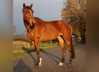 KWPN, Mare, 7 years, 16.1 hh, Brown, in Holten,