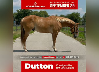 American Quarter Horse, Wallach, 10 Jahre, 152 cm, Rotfuchs, in Muncie, IN,