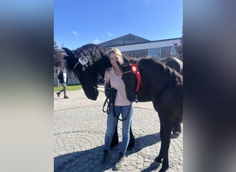 Konie fryzyjskie, Klacz, 7 lat, 164 cm, Kara, in Taunusstein