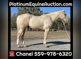 Quarter horse américain, Hongre, 4 Ans, Palomino, in Jacksboro TX,