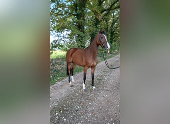 Mare 4 years
