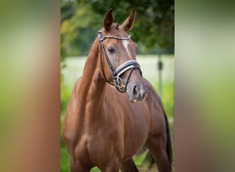 Sportivo Tedesco / Sportivo della Germania, Castrone, 4 Anni, 165 cm, Sauro scuro, in Karlsfeld