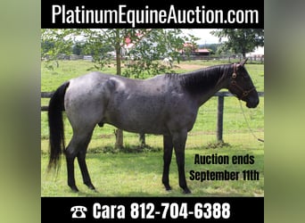 American Quarter Horse, Wallach, 15 Jahre, 163 cm, Roan-Blue, in Borden IN,
