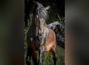Stallion 15 years