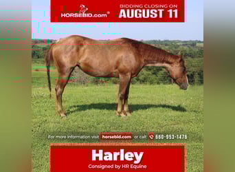 American Quarter Horse, Mare, 2 years, 14,1 hh, Roan-Red, in Princeton, MO