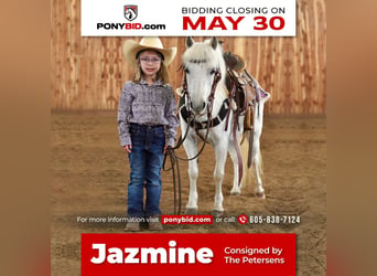 Meer ponys/kleine paarden, Merrie, 10 Jaar, 104 cm, Schimmel, in Valley Springs, SD,