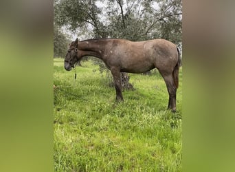 PRE, Caballo castrado, 1 año, Tordo, in Puertollano