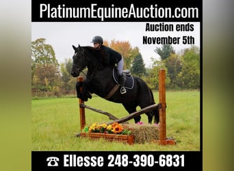 American Quarter Horse, Gelding, 7 years, 16 hh, Black, in Howell MI,