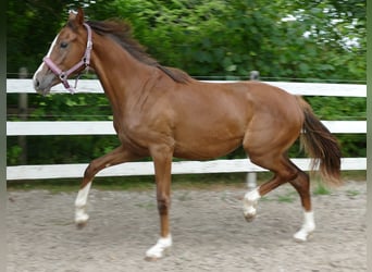 Oldenburg, Mare, 1 year, 16,3 hh, Chestnut, in Greifenstein