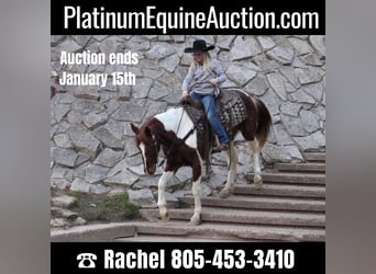American Quarter Horse, Castrone, 9 Anni, 168 cm, Tobiano-tutti i colori, in Joshua TX,