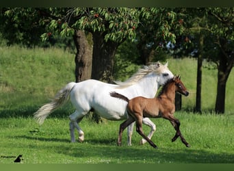 Camargue, Hengst, 10 Jahre, 150 cm, Schimmel