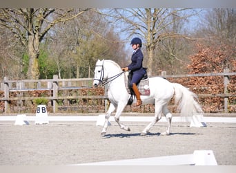 Camargue, Hengst, 12 Jaar, 150 cm, Schimmel