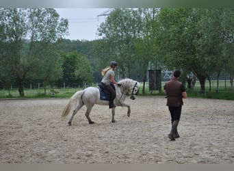Camargue, Hengst, 11 Jahre, 150 cm, Schimmel