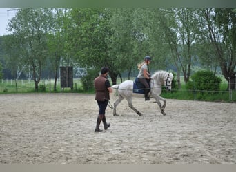 Camargue, Hengst, 11 Jahre, 150 cm, Schimmel
