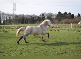 Camargue, Hengst, 11 Jahre, 150 cm, Schimmel