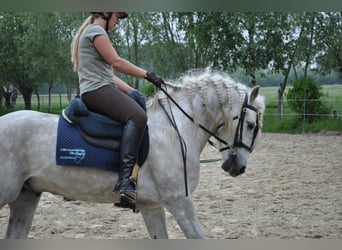 Camargue, Hengst, 11 Jahre, 150 cm, Schimmel