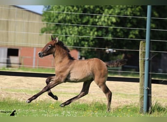 Camargue, Stallion, 11 years, 14,2 hh, Grey