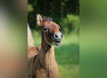 Camargue, Stallone, 12 Anni, 150 cm, Grigio