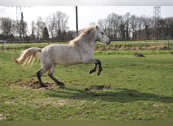 Camargue, Stallone, 12 Anni, 150 cm, Grigio