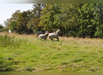 Camargue, Stallone, 12 Anni, 150 cm, Grigio