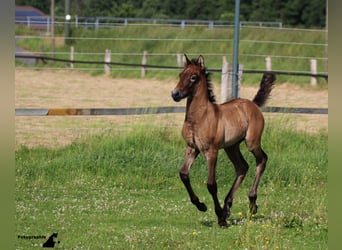 Camargue, Stallone, 12 Anni, 150 cm, Grigio
