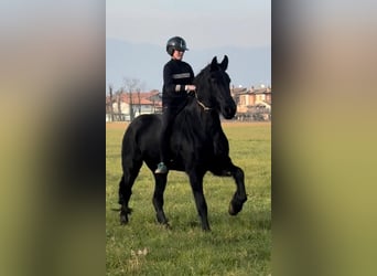 East Friesian, Mare, 10 years, 16 hh, Smoky-Black