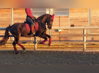 East Friesian, Mare, 8 years, 16 hh, Black
