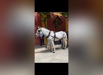Autres chevaux de trait, Jument, 10 Ans, 163 cm, Gris, in Murcia,