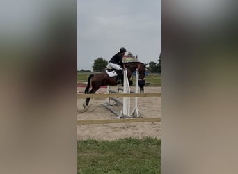 Reitbeteiligung gesucht (RsP)